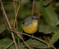 Crimson-breasted Flowerpecker (subadult male)