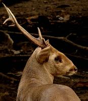 Deer
