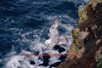 FT0188-00: Northern Fulmar in flight. North Atlantic