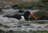 Eurasian Oystercatcher Haematopus ostralegus 검은머리물떼새