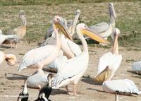 Great White Pelicans (Pelecanus onocrotalus)