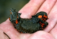 : Bombina bombina; Fire-bellied Toad