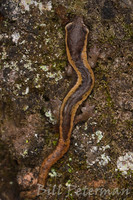 : Bolitoglossa rostrata