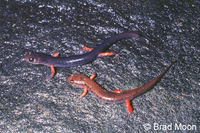 : Desmognathus ocoee; Ocoee Salamander;