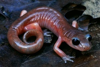 : Ensatina eschscholtzii eschscholtzii; Monterey Ensatina