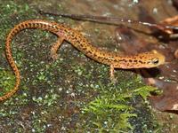 : Eurycea longicauda; Long-tailed Salamander