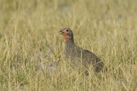 : Pternistis swainsonii; Swainson's Spurfowl francolin