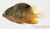 : Plectroglyphidodon lacrymatus