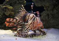 : Pterois volitans; Red Lionfish