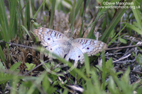 : Anartia jatrophae; White Peacock Butterfly