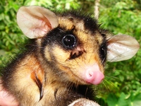 : Didelphis aurita
