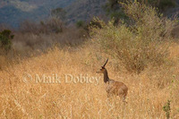 : Redunca redunca; Bohor Reedbuck