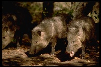 : Tayassu tajacu; Peccary, Collared Peccary