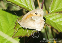 : Coenonympha pamphilus; Small Heath Butterfly