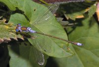 : Ishnura elegans; Bluetailed Damselfly
