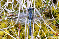 : Leucorrhinia albifrons; Eastern White-faced Darter