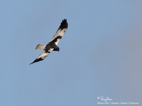 Pied Harrier Scientific name - Circus melanoleucos