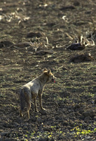 Canis aureus   Golden Jackal photo