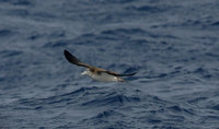 Streaked shearwater