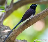 Japanese Paradise-flycatcher » Terpsiphone atrocaudata