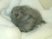 A Stella Lory chick at four weeks of age.