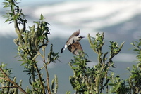 Northern Wheatear, Nome. Photo by Joe Faulkner. All rights reserved.