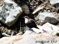 Cinclus cinclus White-throated Dipper 河烏 999-687