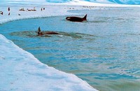 Orcas hunting at the ice edge (Photo: J. MacDonald)