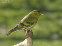 Grønsisken (Carduelis spinus)  Foto/billede af