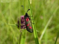 Femplettet Køllesværmer (Zygaena trifolii)