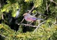 フジイロムシクイ White-browed Tit-Warbler Leptopoecile sophiae