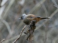 タテジマシマドリ Streaked Barwing Actinodura souliei