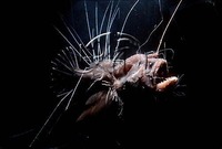 Deep Sea Hairy Angler Fish Caulophryne jordani