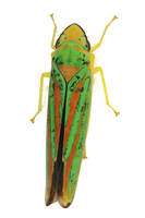 Graphocephala fennahi
