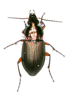 Poecilus cupreus