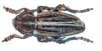 Dorcadion holosericeum holosericeum