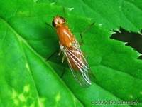 Psila fimetaria