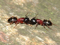 Camponotus herculeanus