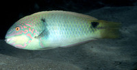 Halichoeres trimaculatus, Threespot wrasse: aquarium
