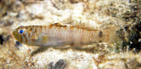 Eviota nebulosa, Nebulous pygmy goby: