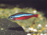 Paracheirodon axelrodi, Cardinal tetra: aquarium