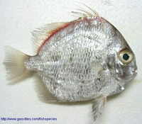 Ephippus orbis, Orbfish: fisheries