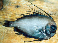 Caristius macropus, Manefish: