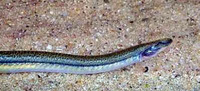 Pangio anguillaris, : aquarium