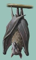 Image of: Cynopterus sphinx (greater short-nosed fruit bat)