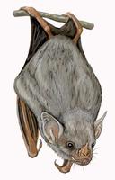 Image of: Rhinophylla pumilio (dwarf little fruit bat)