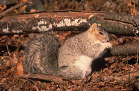 Image of: Sciurus niger (eastern fox squirrel)