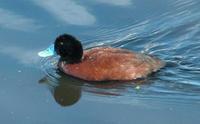 Oxyura australis - Blue-billed Duck