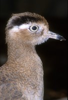 Burhinus superciliaris - Peruvian Thick-knee