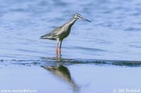 Tringa totanus - Redshank